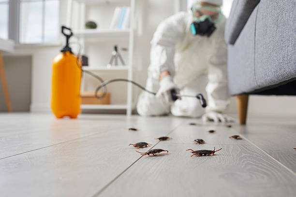 Commercial Kitchen Cockroach Control in Cibecue